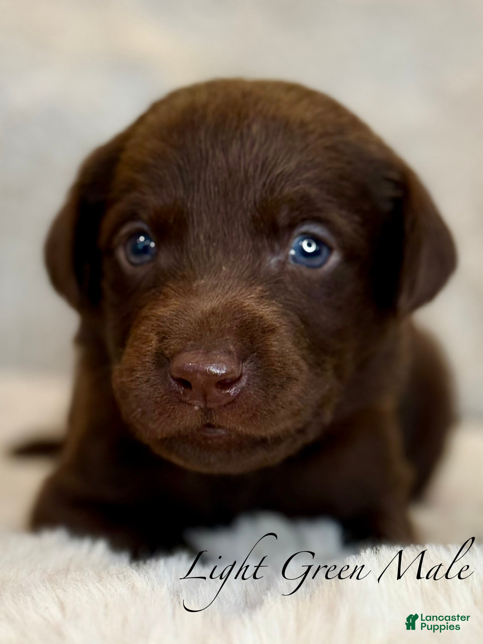 Labrador Retriever dogs Light Green Male - Ad 1