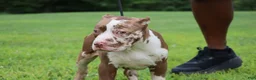 American Bully dogs for sale: Venus - Ad 42