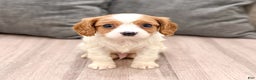 Cavalier King Charles Spaniel dogs for sale: Buster - Ad 3