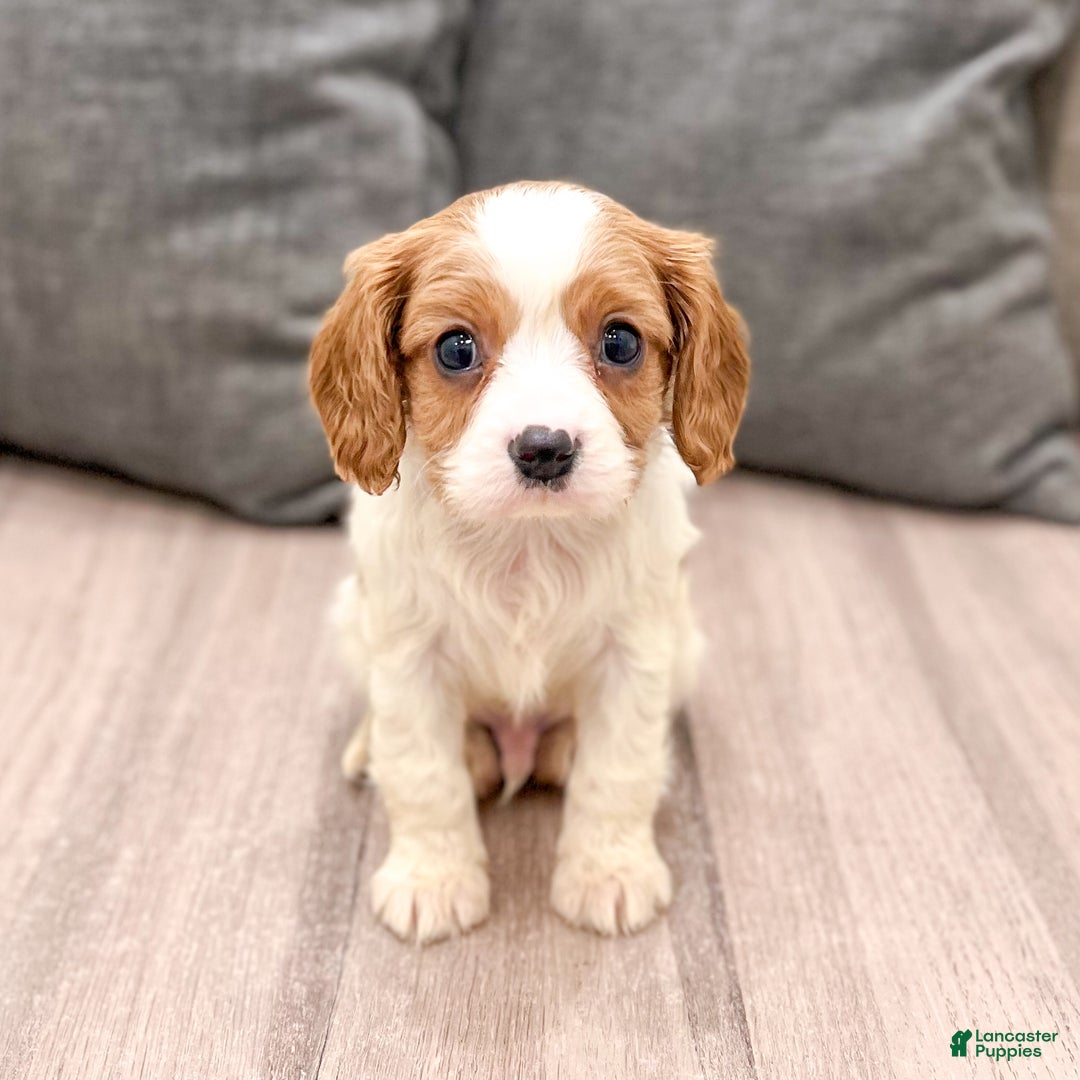 Cavalier King Charles Spaniel dogs for sale: Buster - Ad 3