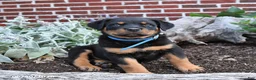 Rottweiler dogs for sale: Beau - Ad 3