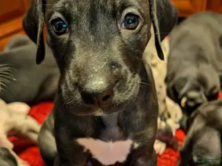 Great Dane dogs Great Dane Puppy 1 - Ad 31