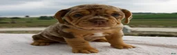 Beabull dogs for sale: Mila - Ad 1