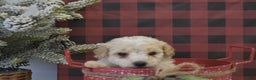 Miniature Poodle dogs for sale: Matt - Ad 9