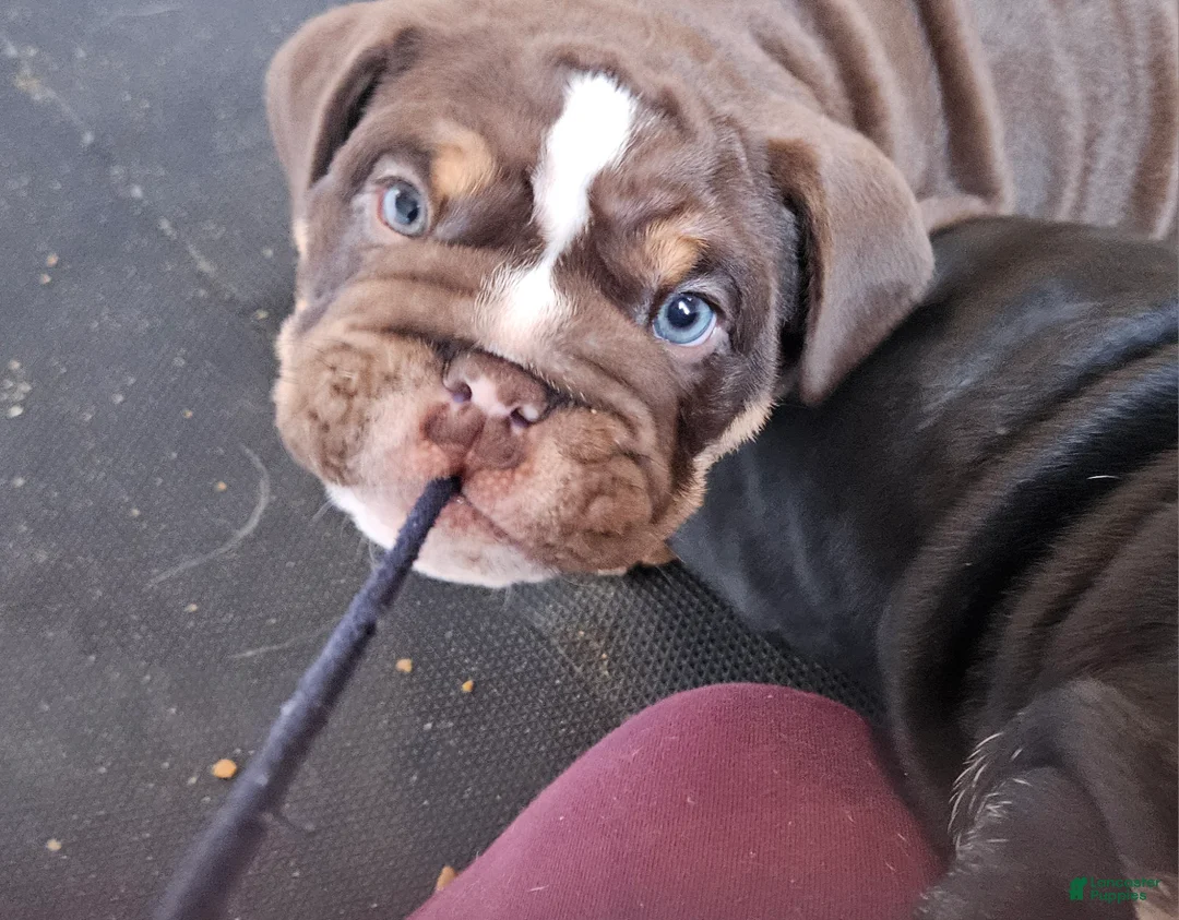 English Bulldog dogs for sale: English Bulldog Puppy 1 - Ad 6