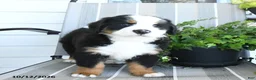 Bernese Mountain Dog dogs for sale: Isaac - Ad 3