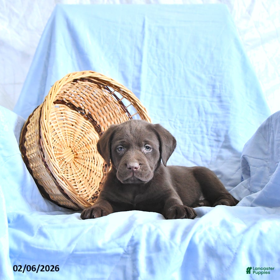 Labrador Retriever dogs Daisy - Ad 29