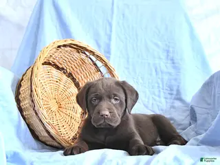 Labrador Retriever dogs Daisy - Ad 29