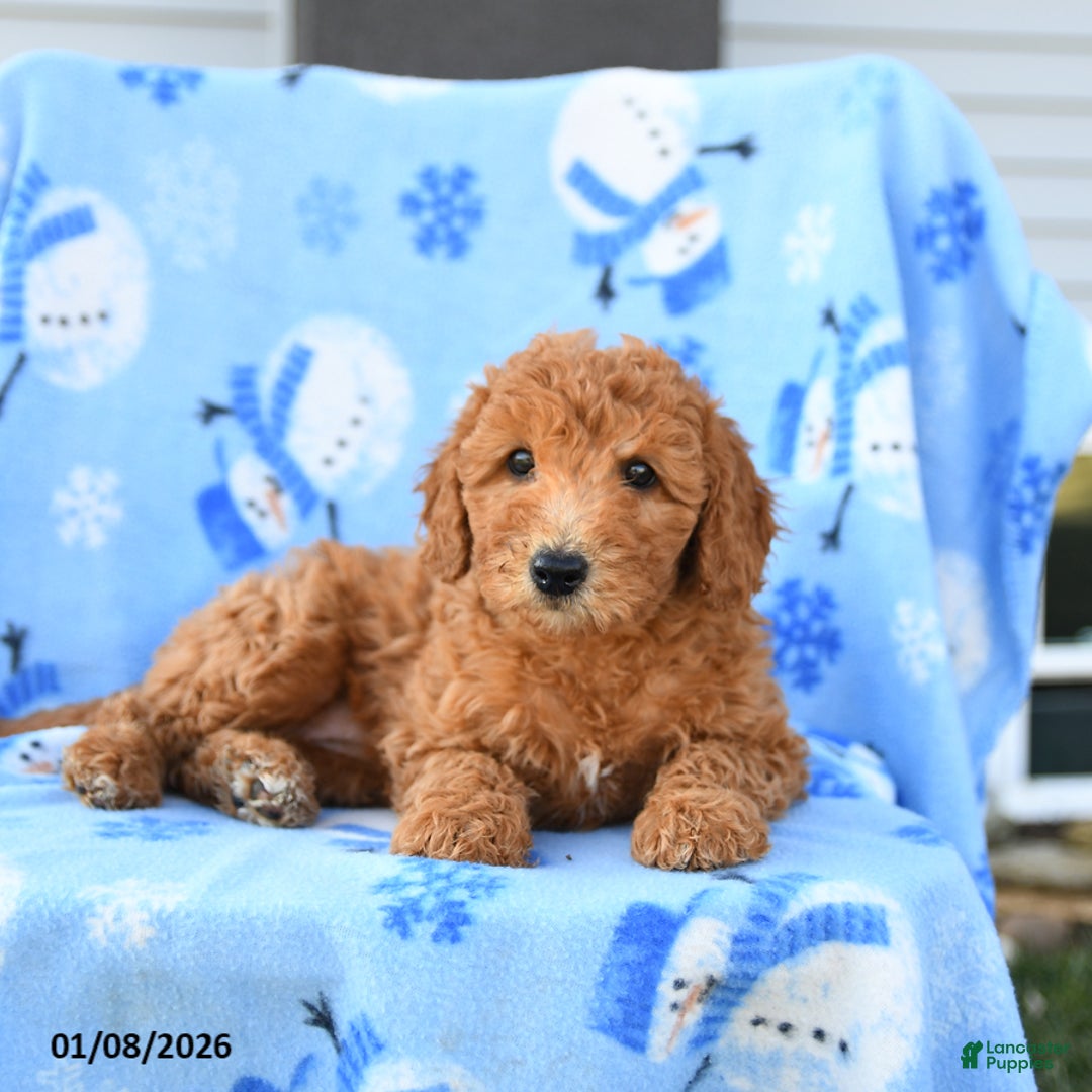 Mini Goldendoodle dogs for sale: Waffle - Ad 3
