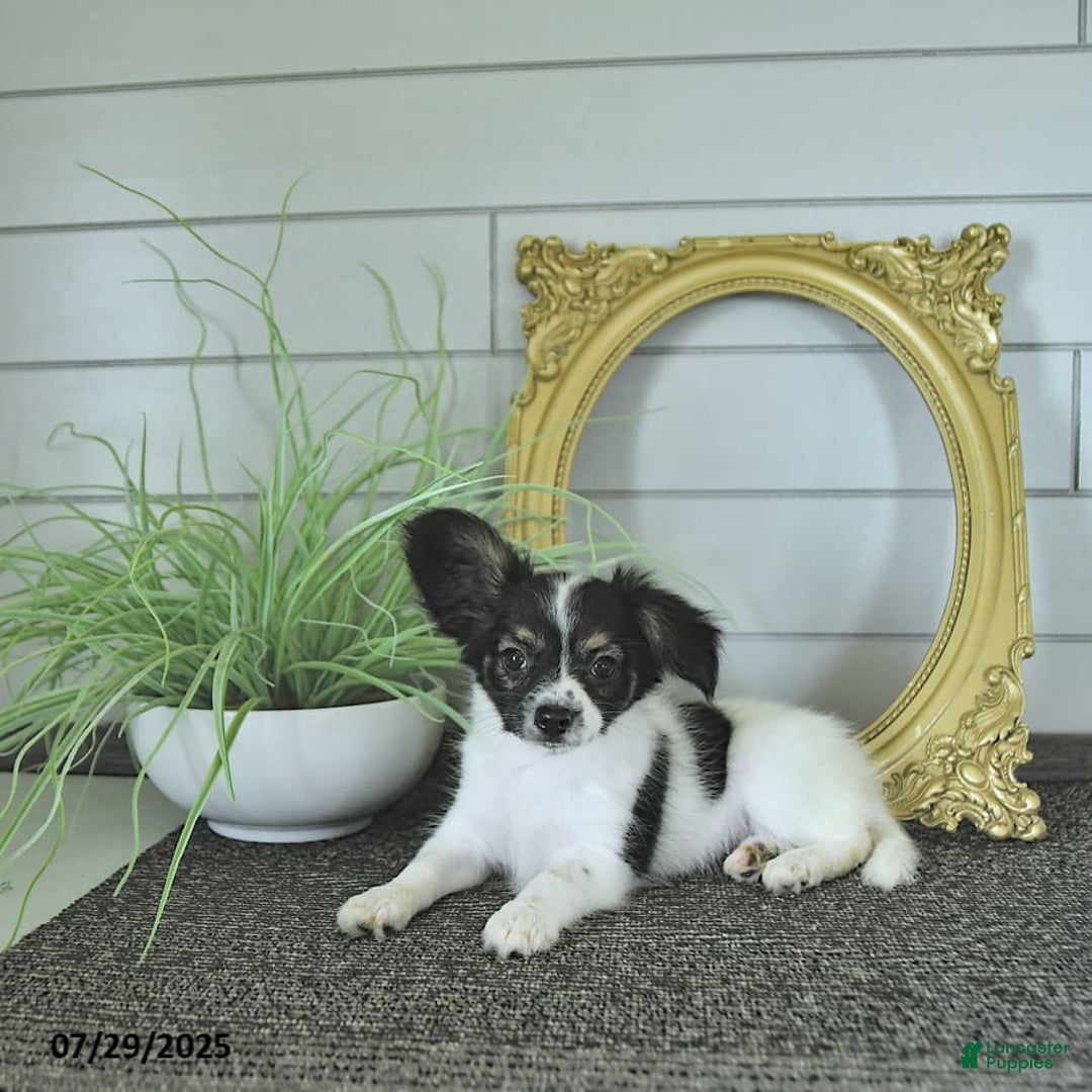 Papillon dogs for sale: Lilah - Ad 6