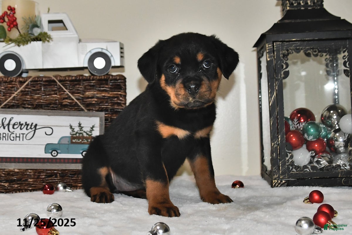 Rottweiler dogs Charlotte - Ad 41