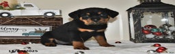 Rottweiler dogs for sale: Charlotte - Ad 1