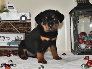 Rottweiler dogs Charlotte - Ad 42