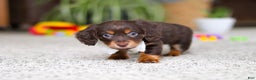 Miniature Dachshund dogs for sale: Zoey - Ad 2