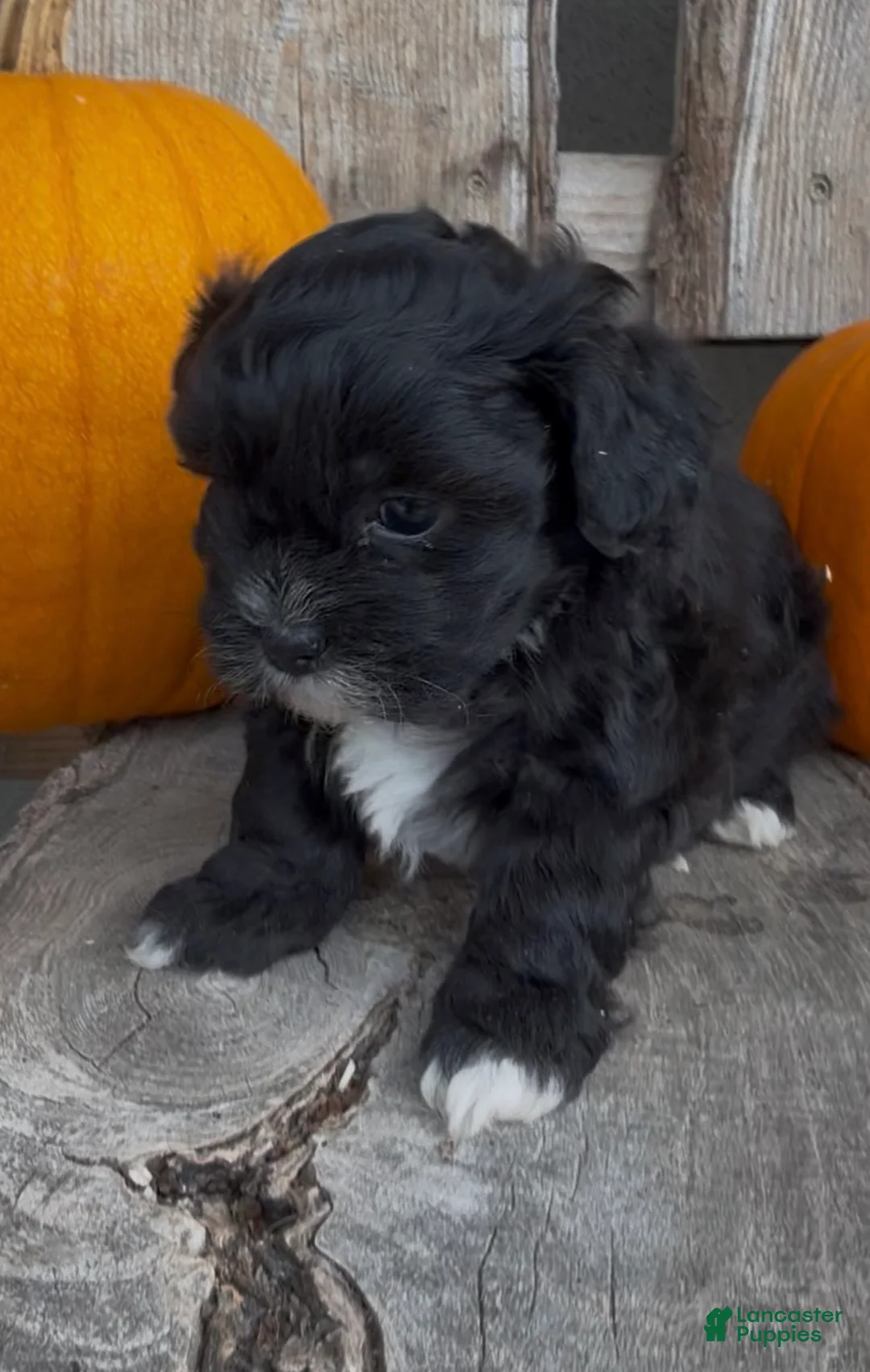 Shihpoo dogs for sale: Scout - Ad 4