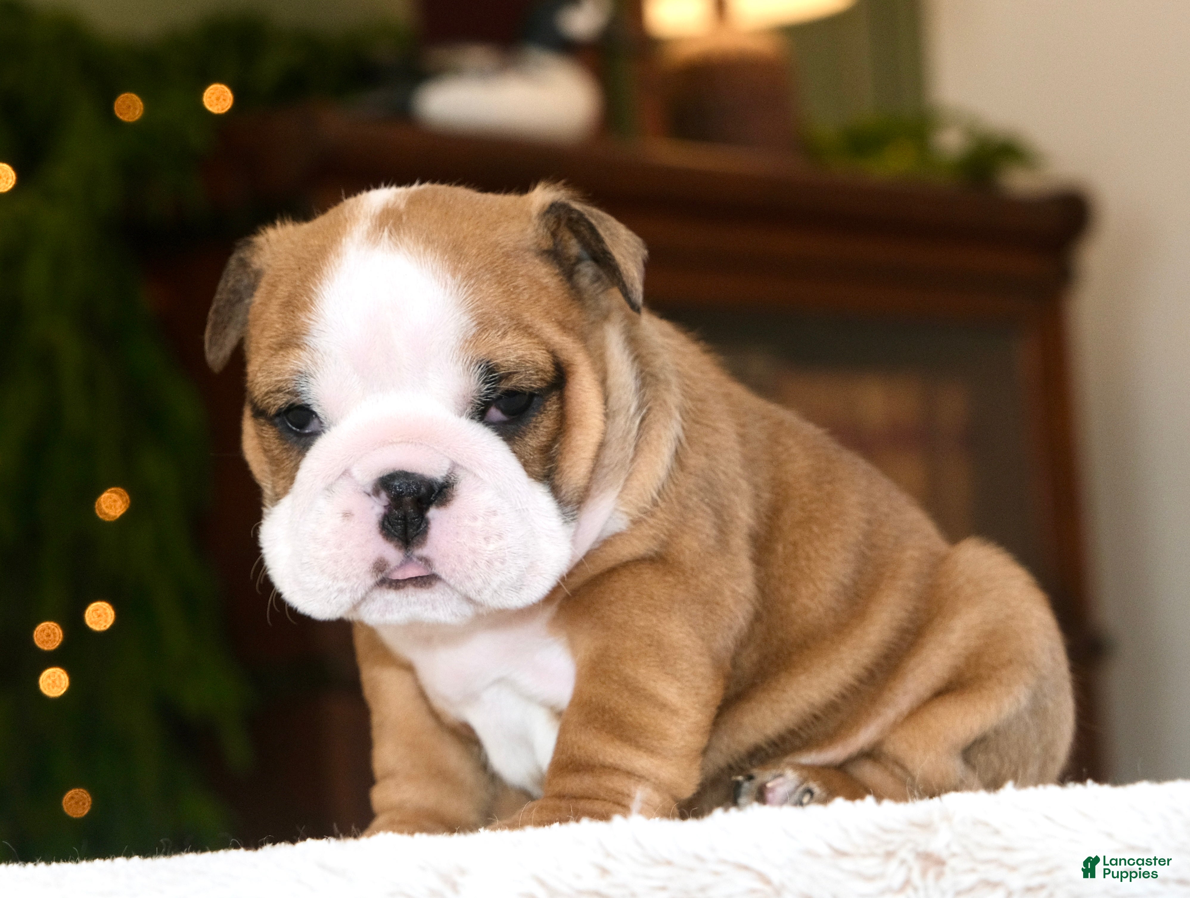 English Bulldog dogs Leo - Ad 9