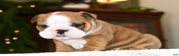 English Bulldog dogs for sale: Leo - Ad 1