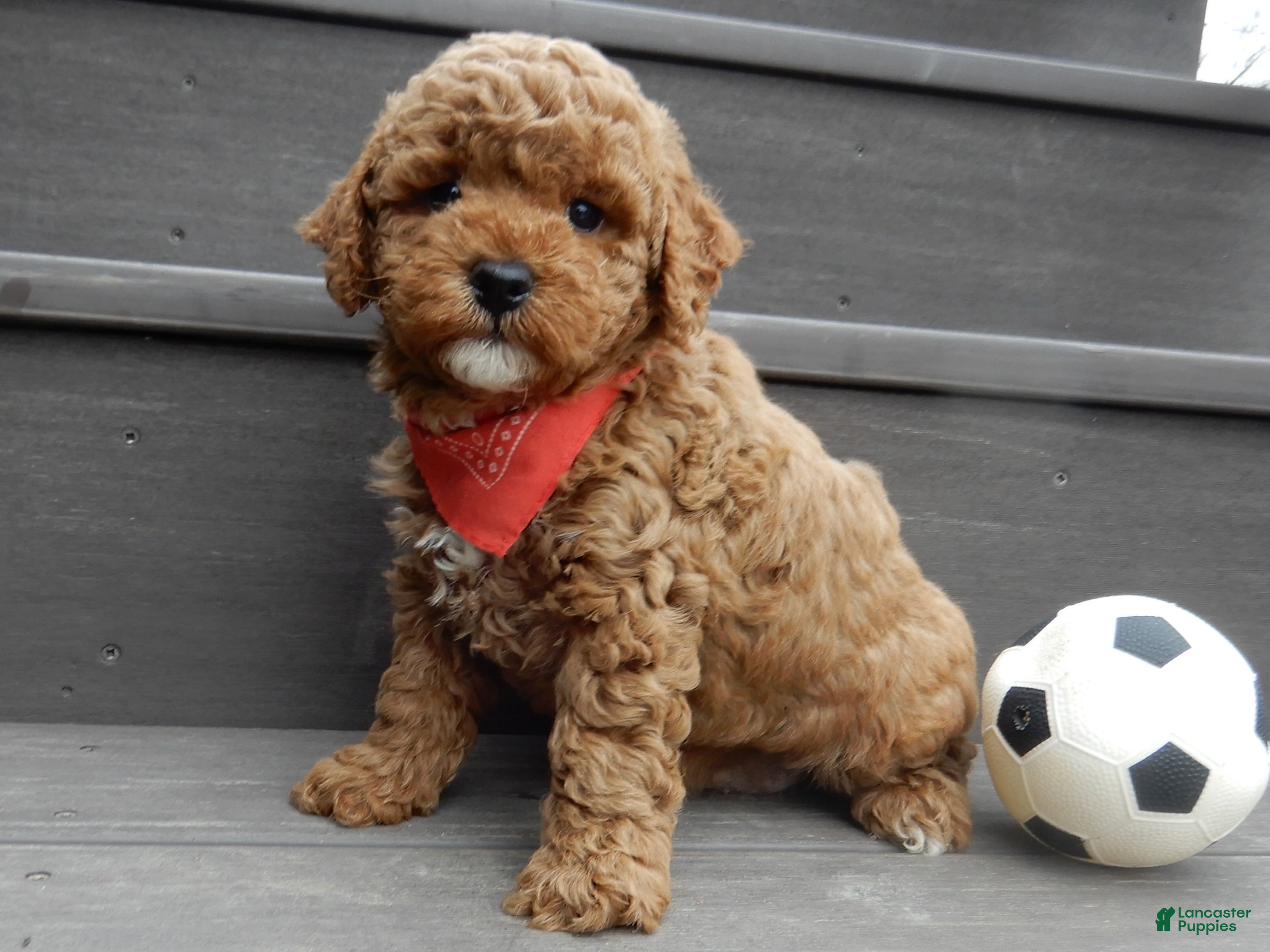 Mini Goldendoodle dogs Blake - Ad 26