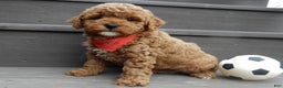 Mini Goldendoodle dogs for sale: Blake - Ad 1