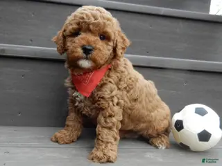 Mini Goldendoodle dogs Blake - Ad 23