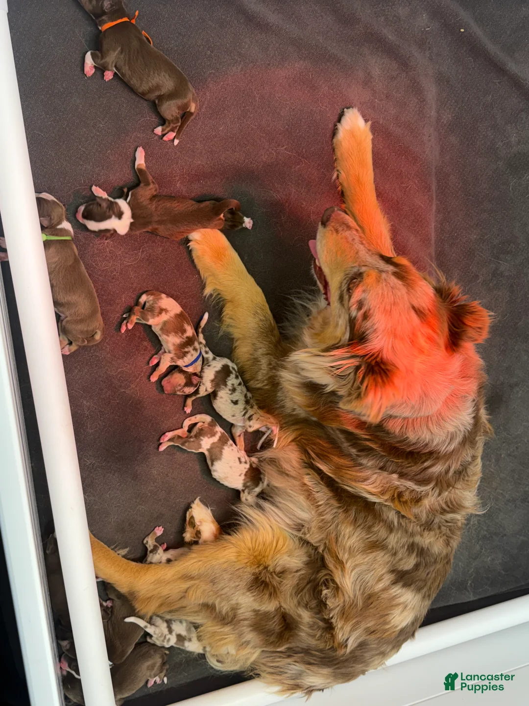 Australian Shepherd dogs for sale: Australian Shepherd Puppy 1 - Ad 2