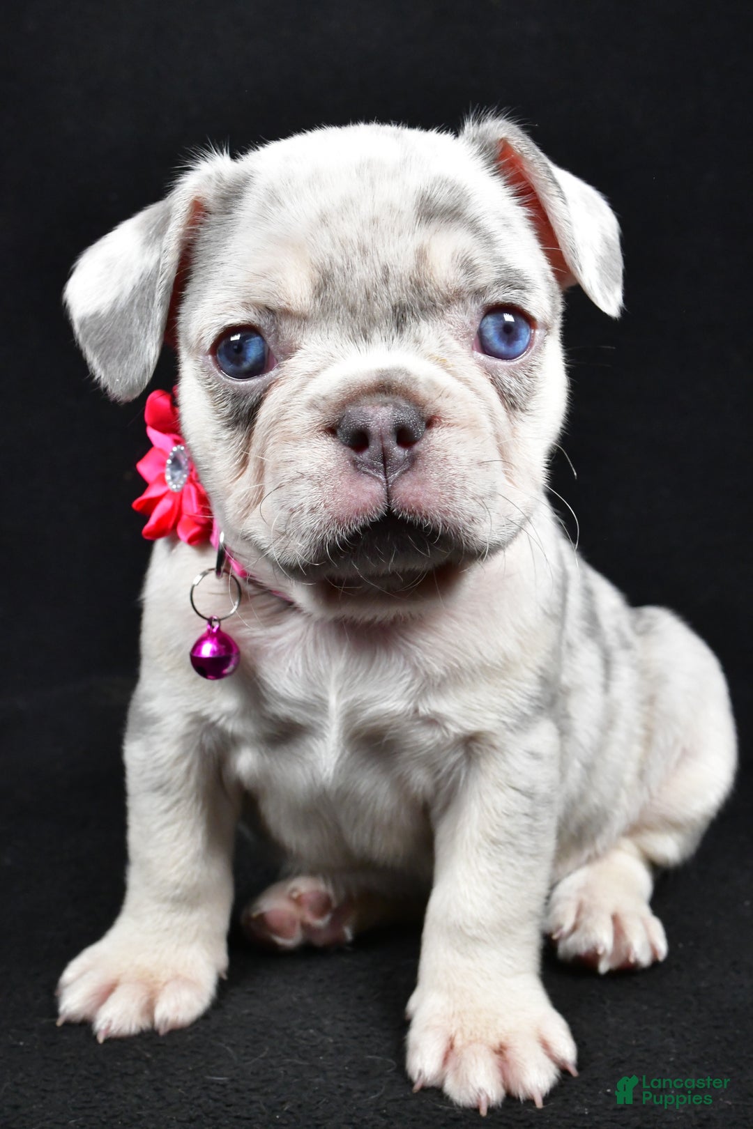 French Bulldog dogs for sale: Wanda - Ad 4