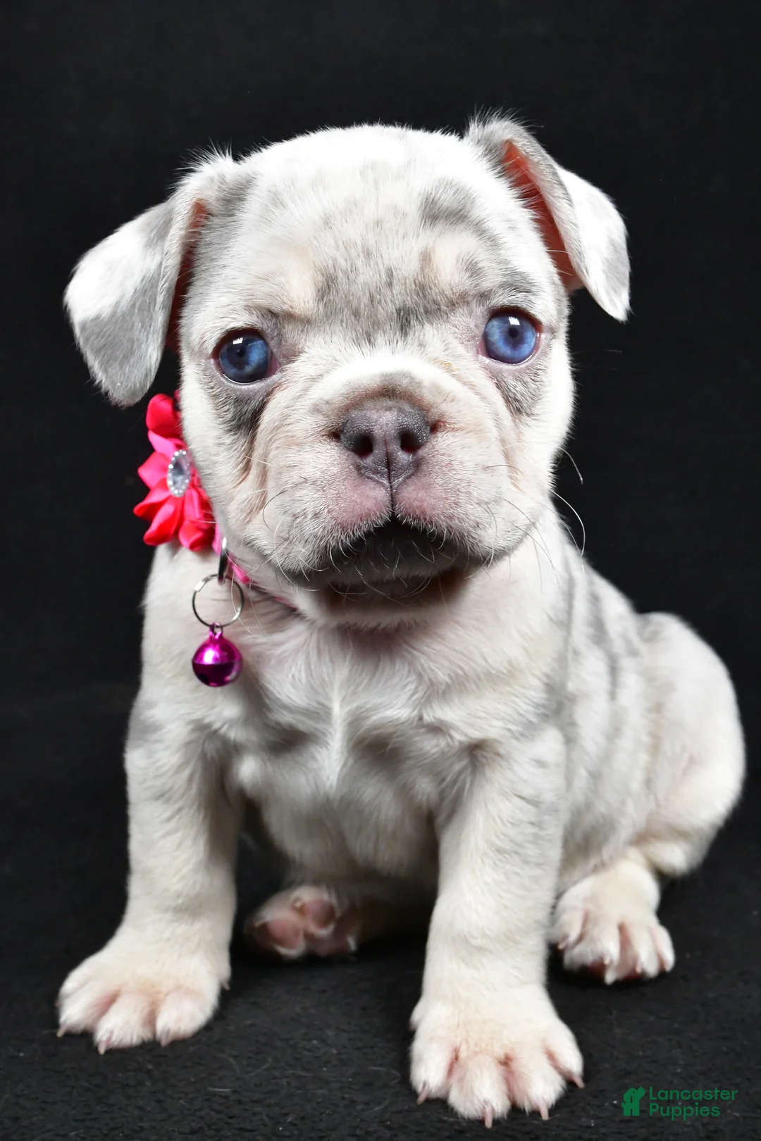 French Bulldog dogs for sale: Wanda - Ad 4