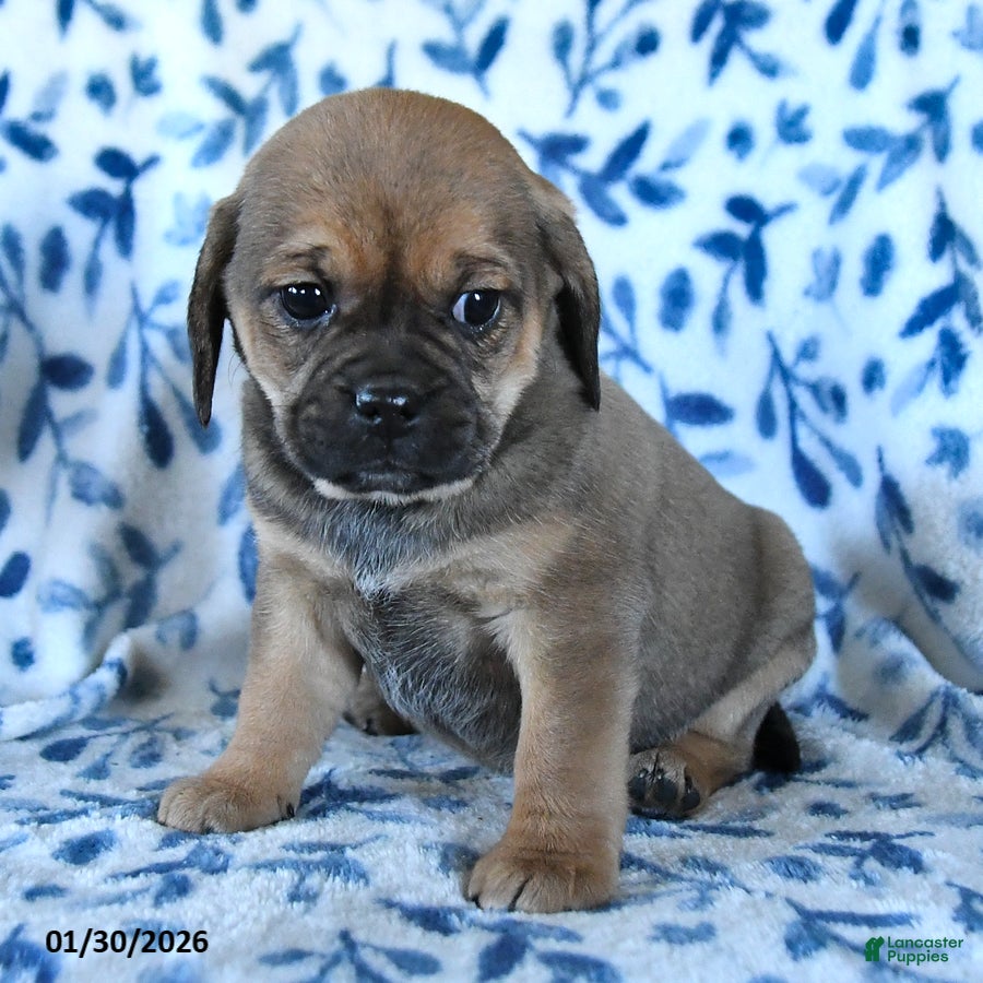 Puggle dogs Skittles - Ad 2