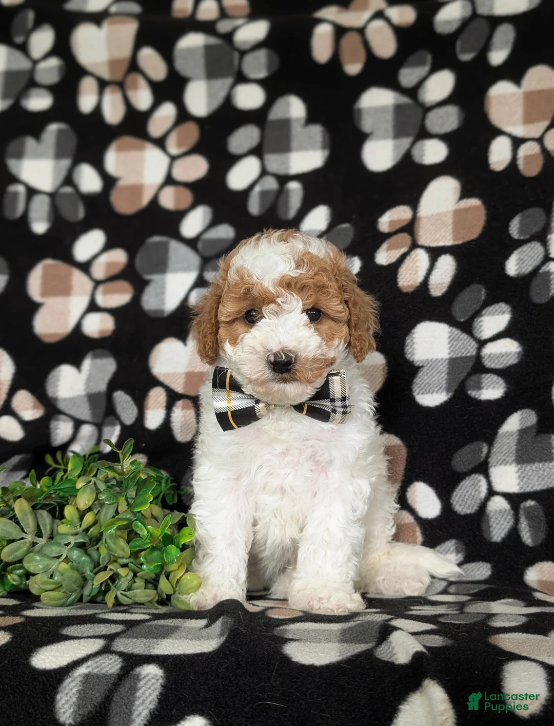 Miniature Poodle dogs for sale: Lochlain - Ad 1
