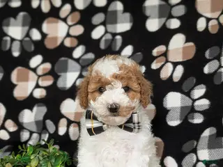Miniature Poodle dogs for sale: Lochlain - Ad 1