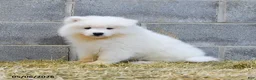 Samoyed dogs for sale: North - Ad 1