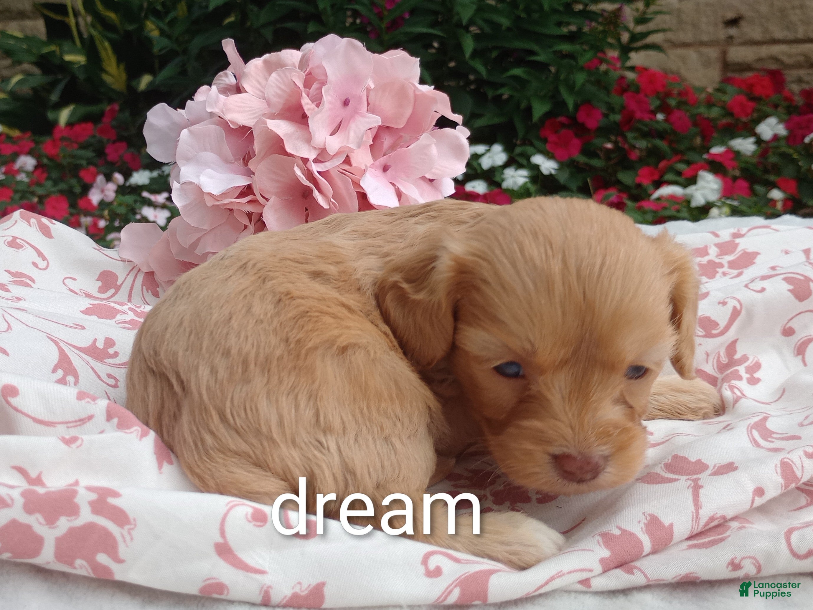 Cavapoo dogs for sale: Apphia - Ad 2