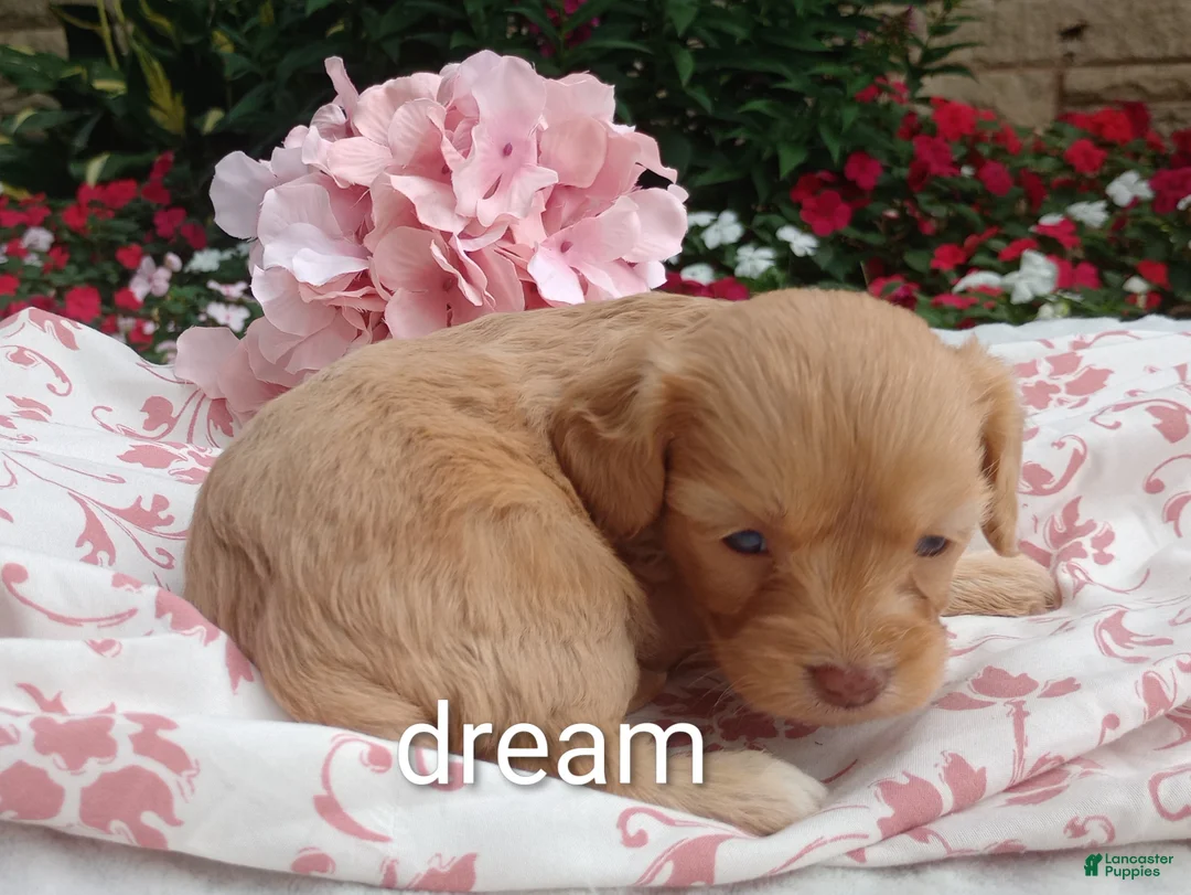 Cavapoo dogs for sale: Apphia - Ad 1