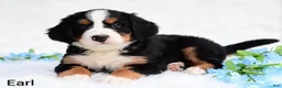 Bernese Mountain Dog dogs for sale: Earl - Ad 4