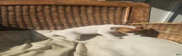 Jack Russell Terrier dogs for sale: Jack Russell Terrier 1 - Ad 5