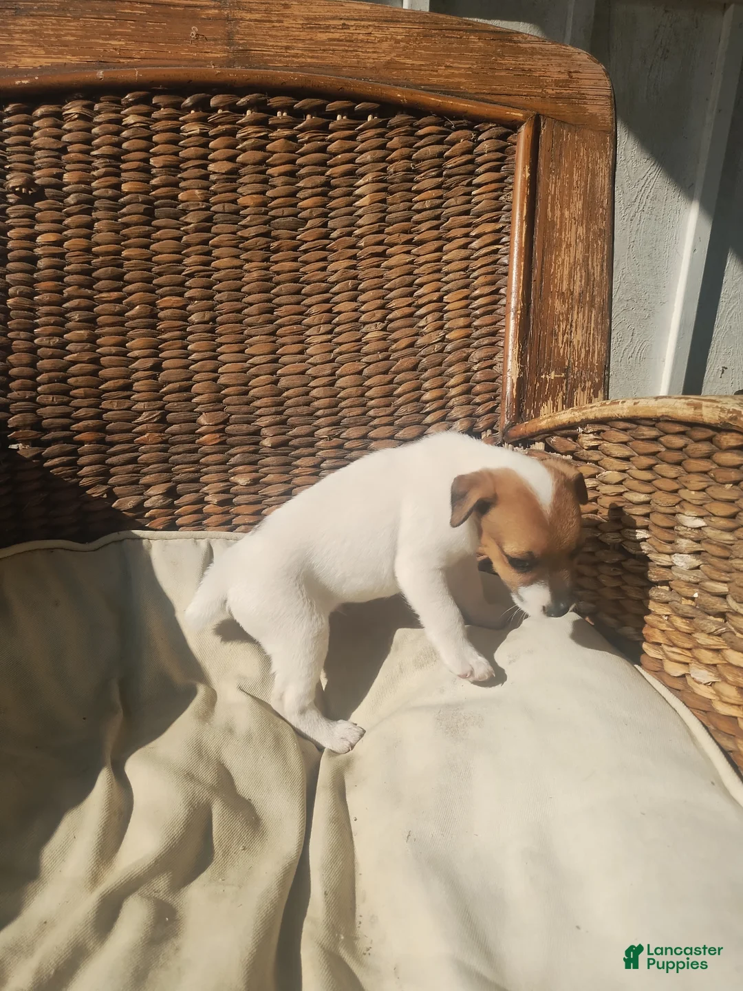Jack Russell Terrier dogs for sale: Jack Russell Terrier 1 - Ad 5