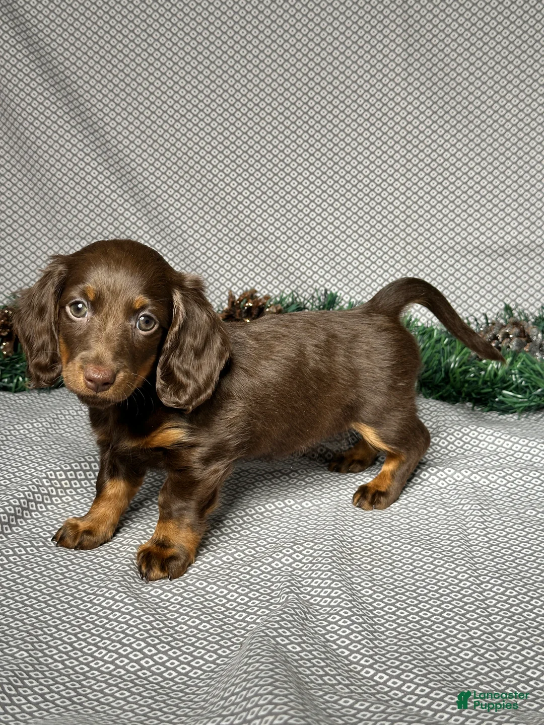 Miniature Dachshund dogs for sale: Alice - Ad 2