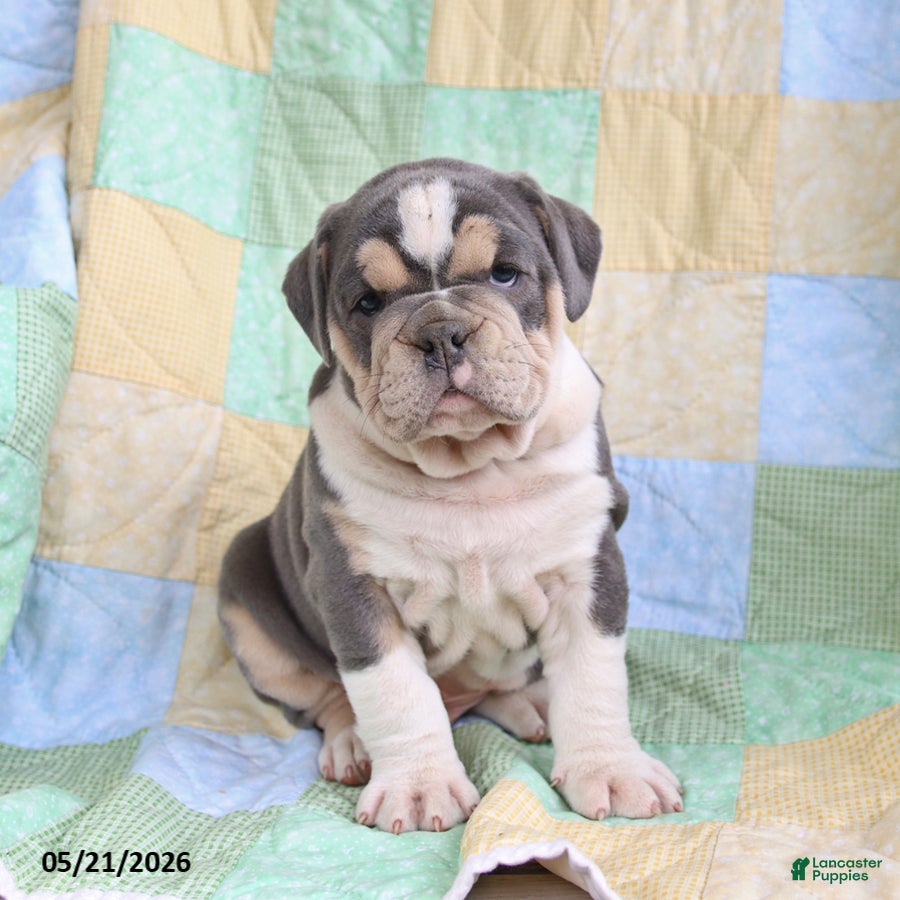 Olde English Bulldogge dogs Twinkle - Ad 1