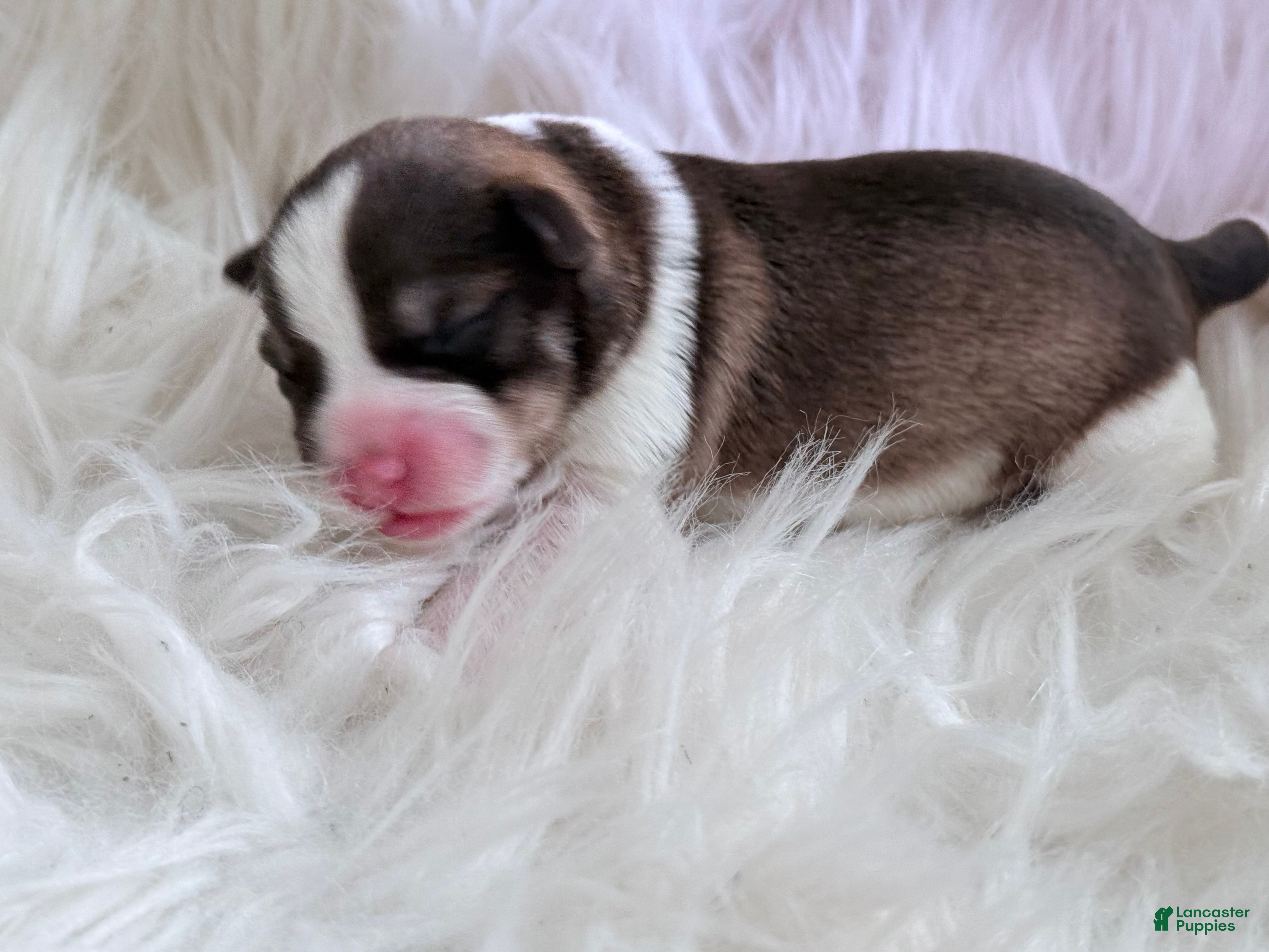 Miniature Schnauzer dogs Miniature Schnauzer Puppy 2 - Ad 38