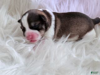 Miniature Schnauzer dogs Miniature Schnauzer Puppy 2 - Ad 14