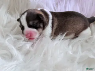 Miniature Schnauzer dogs Miniature Schnauzer Puppy 2 - Ad 16