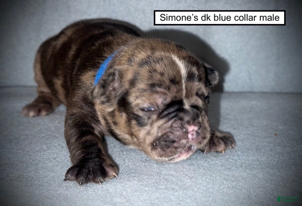 French Bulldog dogs AKC Simone's Dk. Blue Collar Male - Ad 34