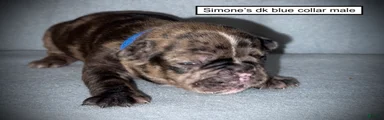 AKC Simone's Dk. Blue Collar Male