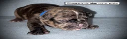 French Bulldog dogs for sale: AKC Simone's Dk. Blue Collar Male - Ad 1