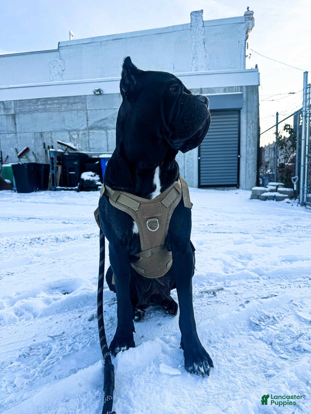 Cane Corso dogs for sale: Onyx - Ad 6