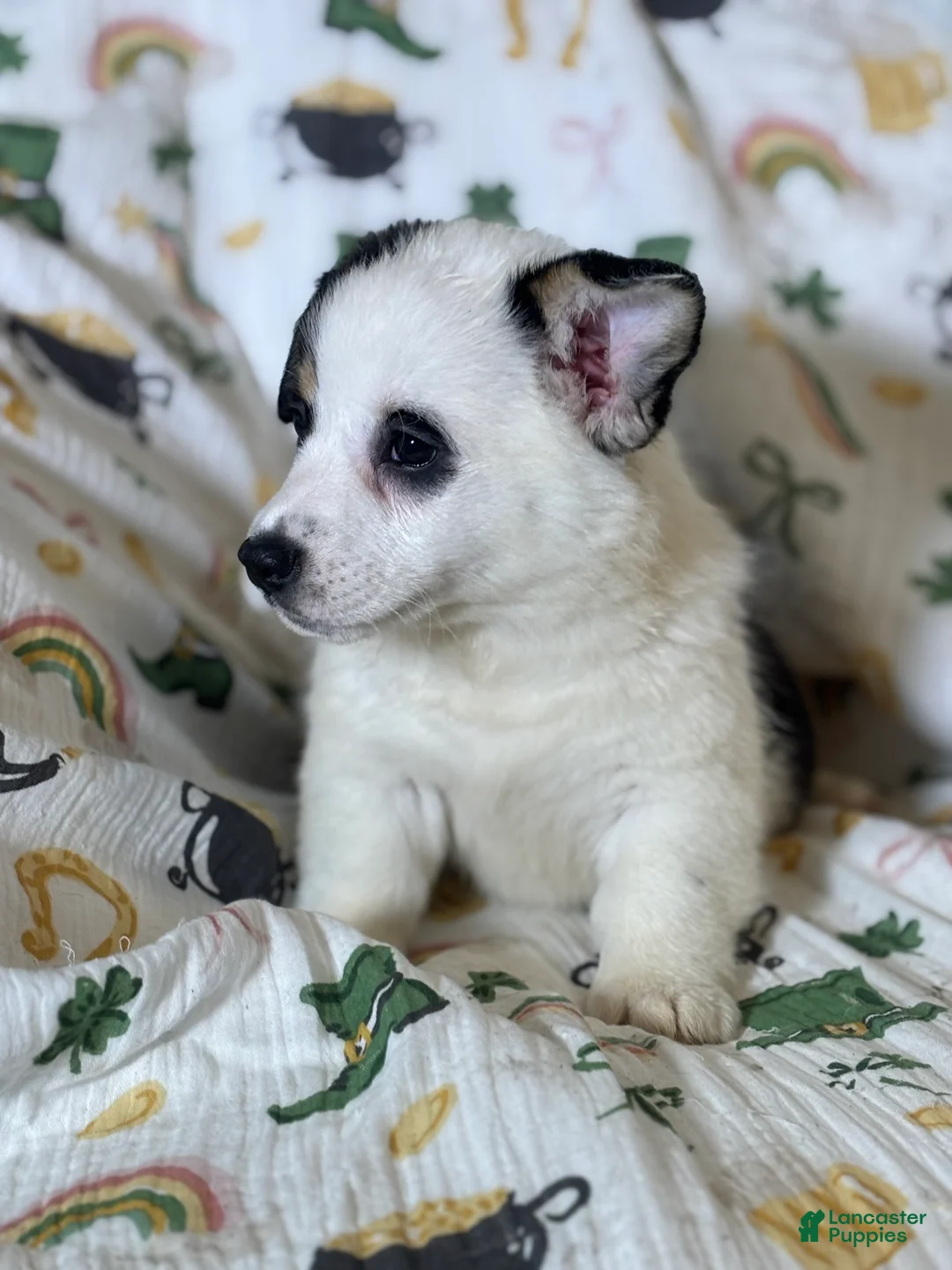 Mixed Breed dogs for sale: Stretchy - Ad 2