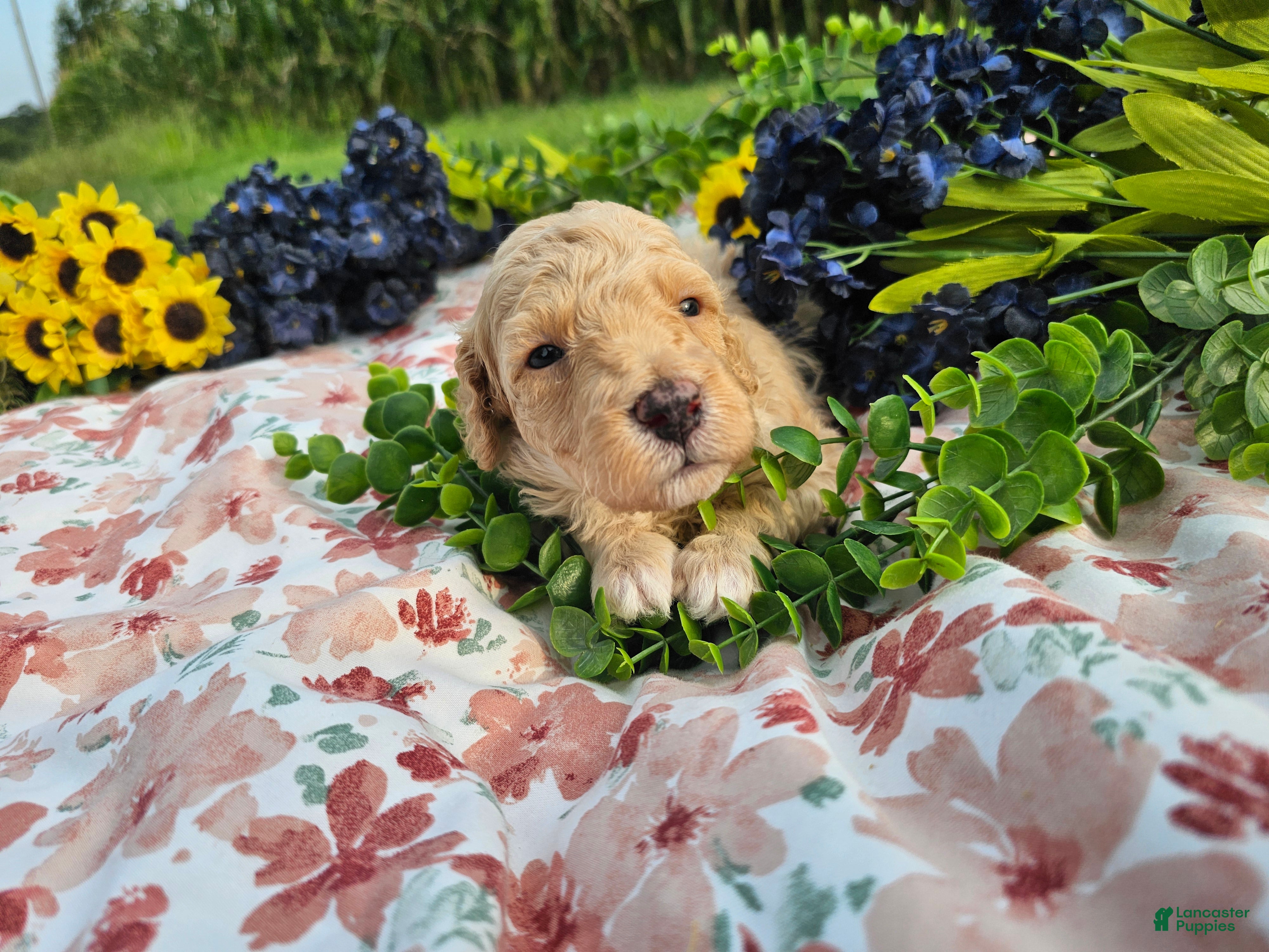 Mini Goldendoodle dogs Tarragon - Ad 1