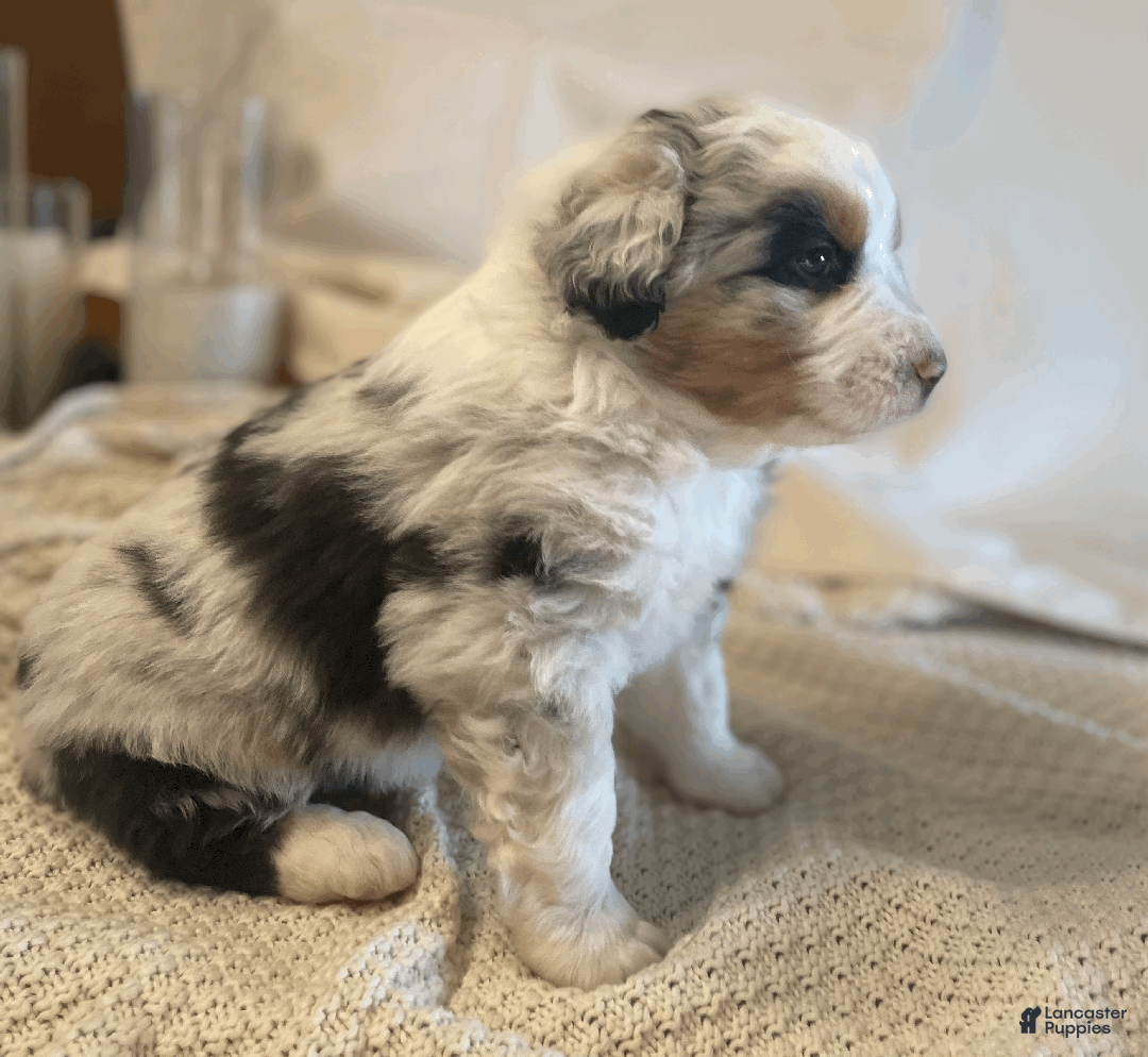 Australian Shepherd dogs for sale: Finn - Ad 2