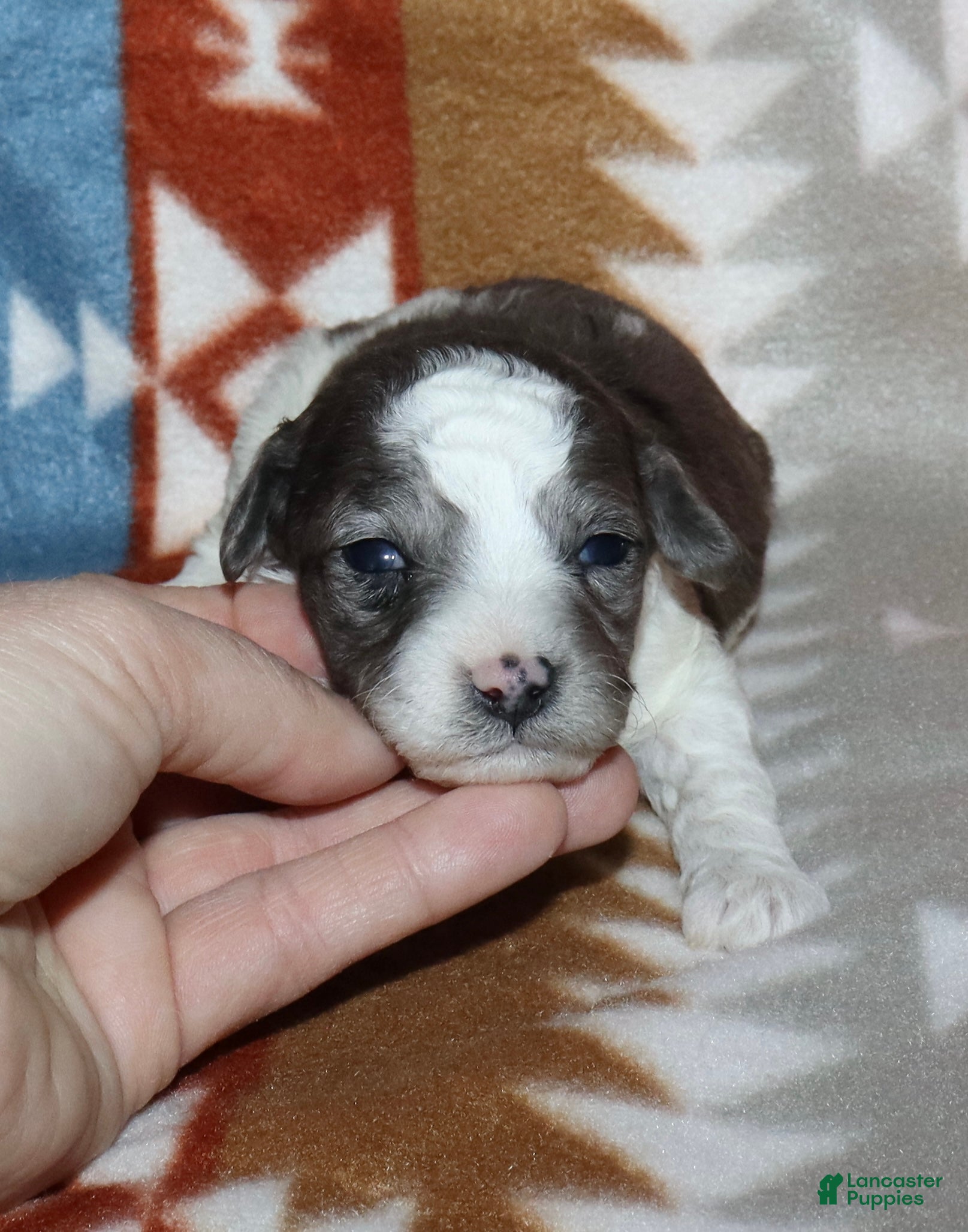 Miniature Poodle dogs Harlee’s black merle parti female - Ad 23