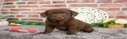 Labrador Retriever dogs for sale: Chai - Ad 5